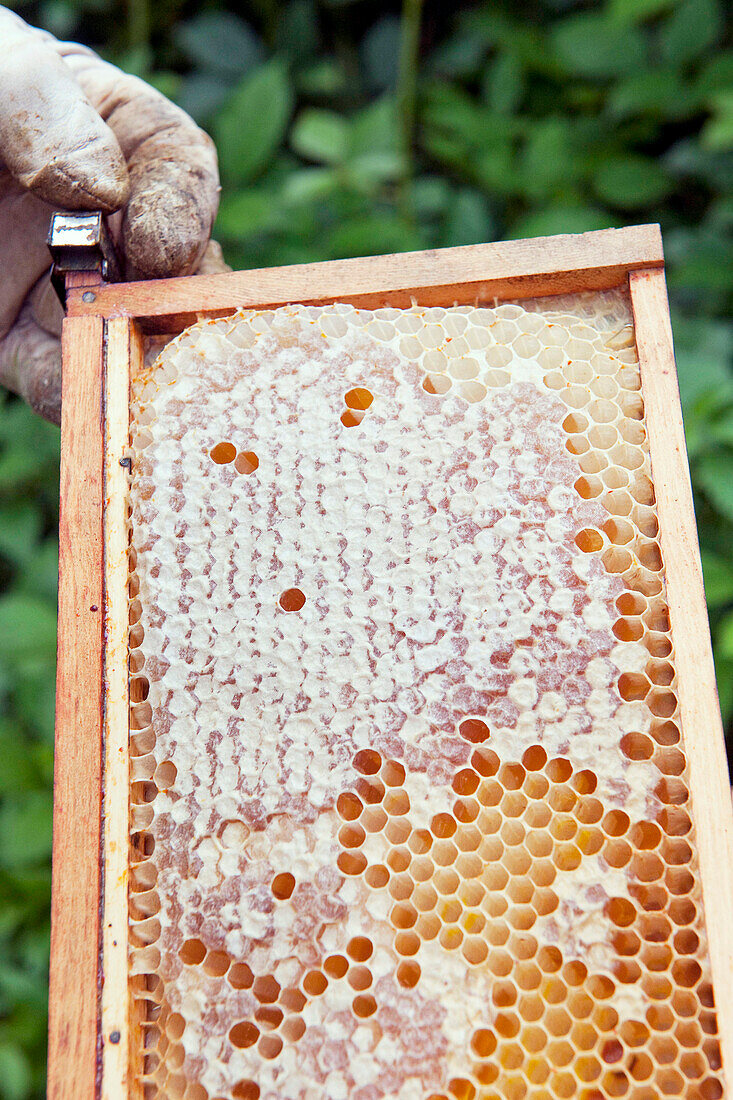 Beekeeper taking out heavy honeycomb frame