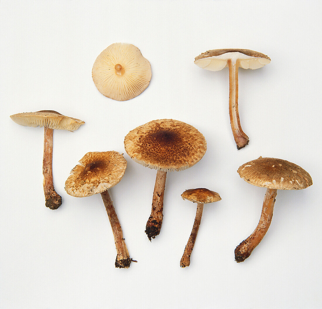 Chestnut parasol mushroom
