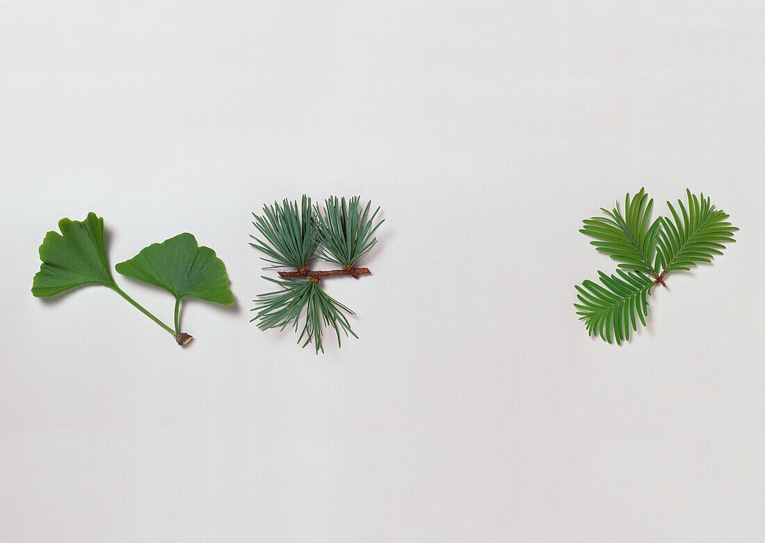 Ginkgo, Larix and Metasequoia leaf cuttings