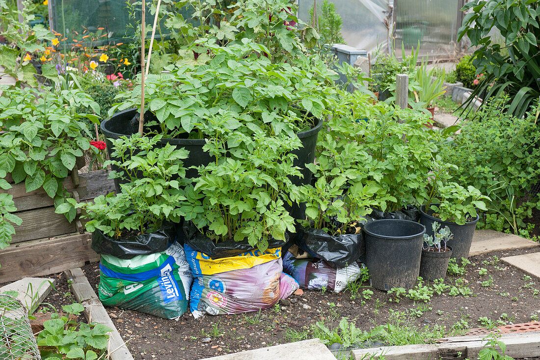 Potatoes growing in plastic sacks on allotment