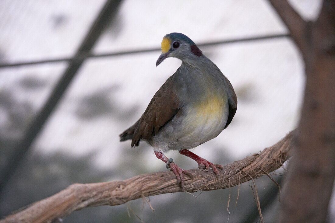 Sulawesi ground-dove