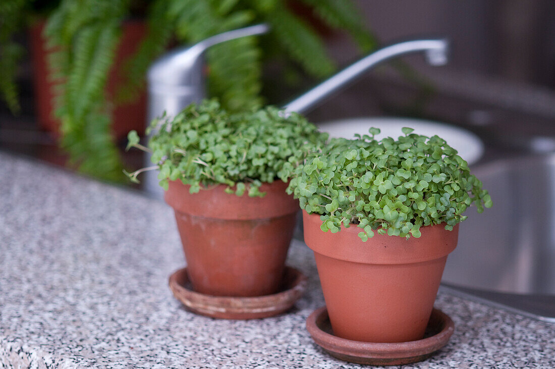 Two plants pots containing watercress