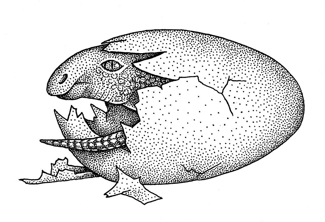 Maiasaura emerging from an egg, illustration