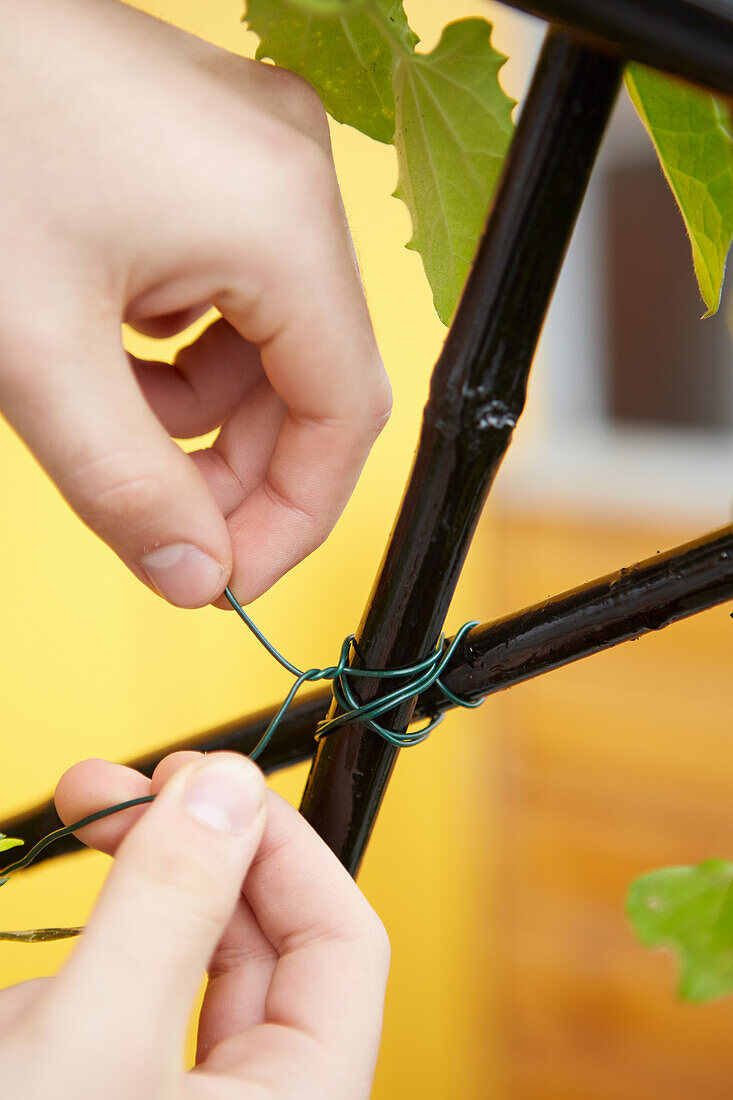 Tying two canes of an abstract trellis with wire
