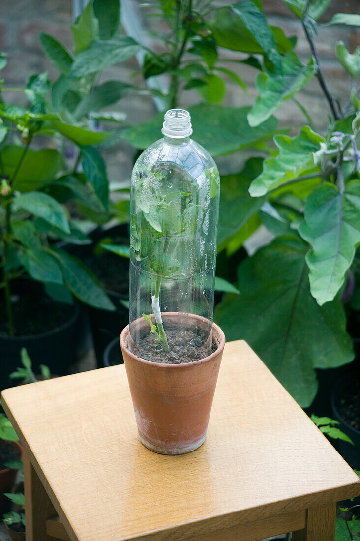 Tomato plant seedling covered with plastic bottle