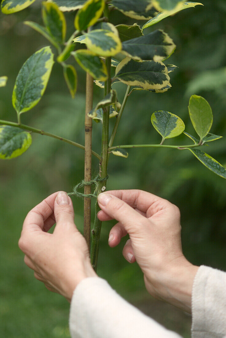 Woman tying knot around a plant with green string