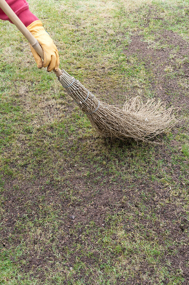 Using besom broom to sweep soil on lawn