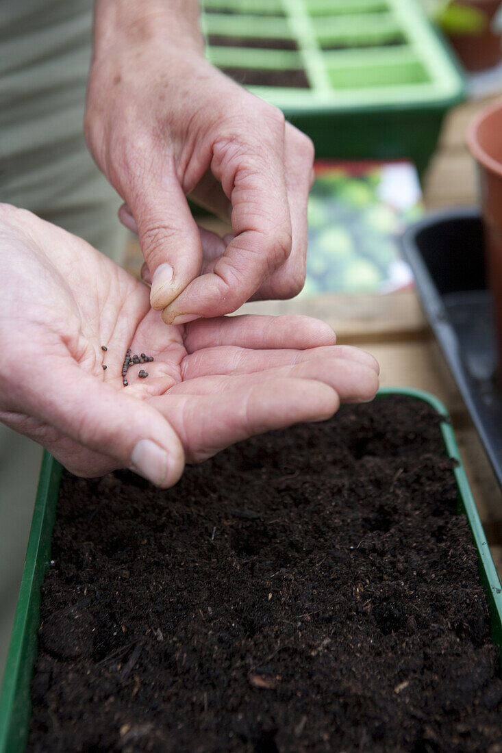 Planting seeds into seed tray filled with compost