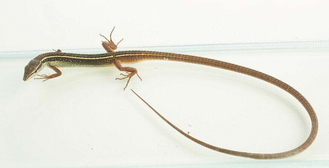 Long-tailed grass lizard (Takydromus sexlineatus)