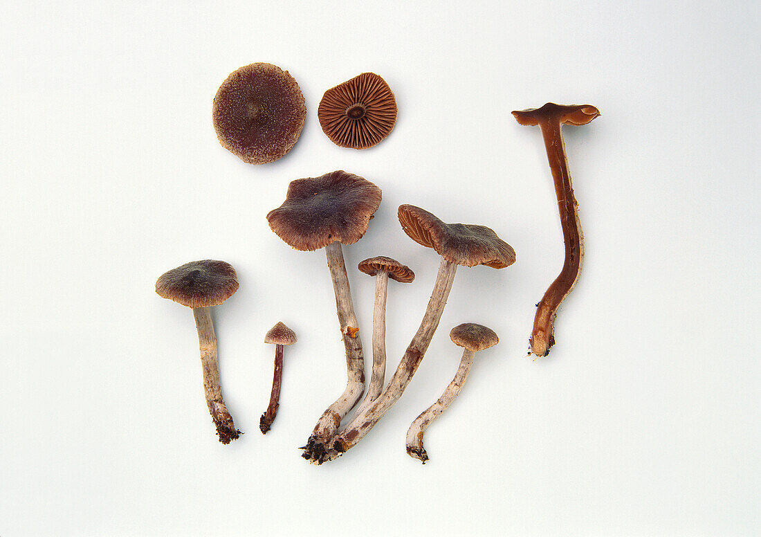 Three pixy web cap mushrooms