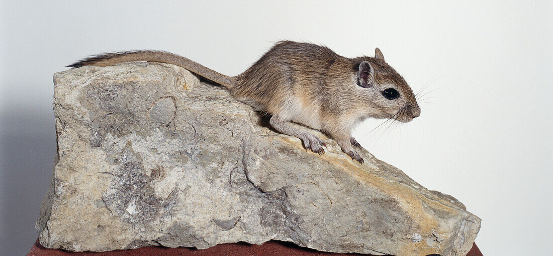 Mongolian gerbil standing on a rock