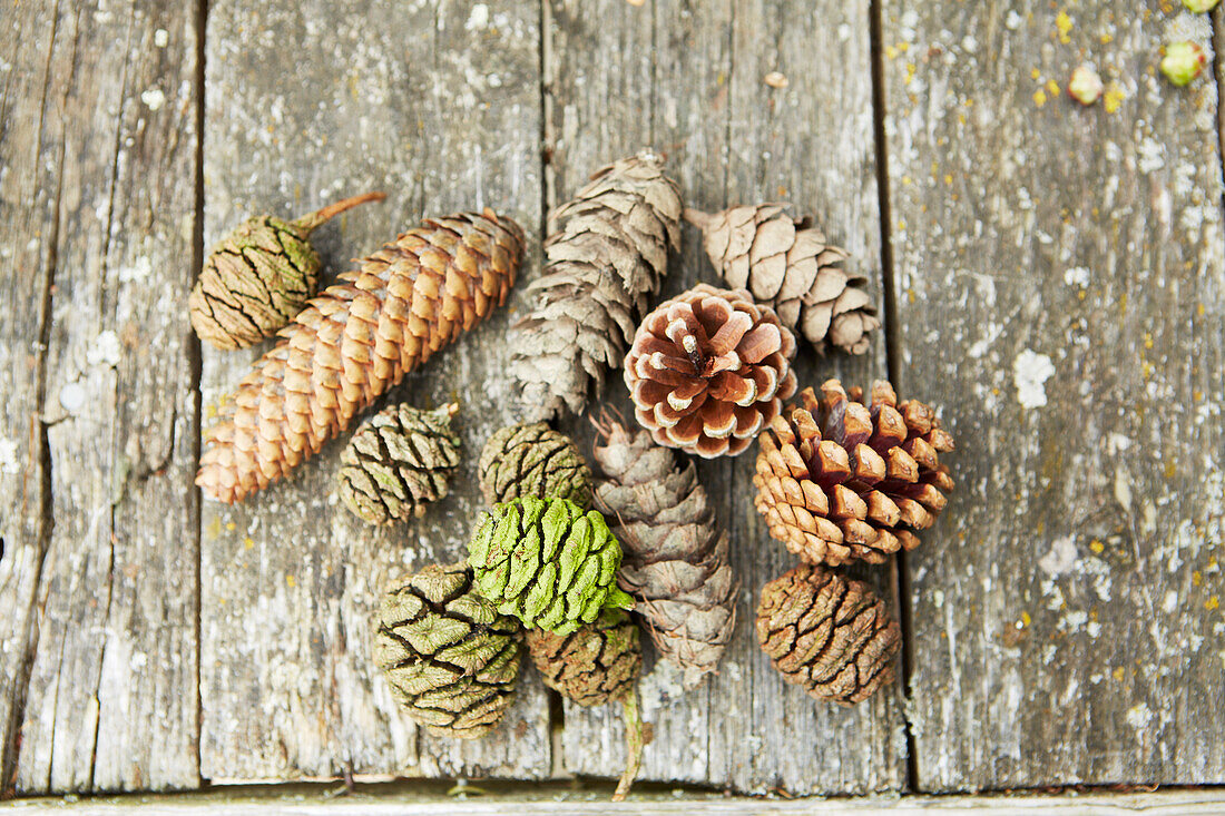Collection of pine cones on weathered boards