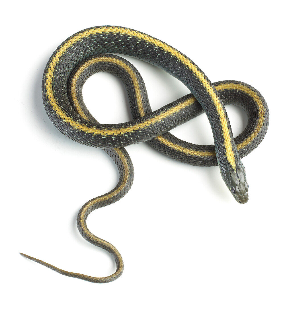 Santa Cruz garter snake