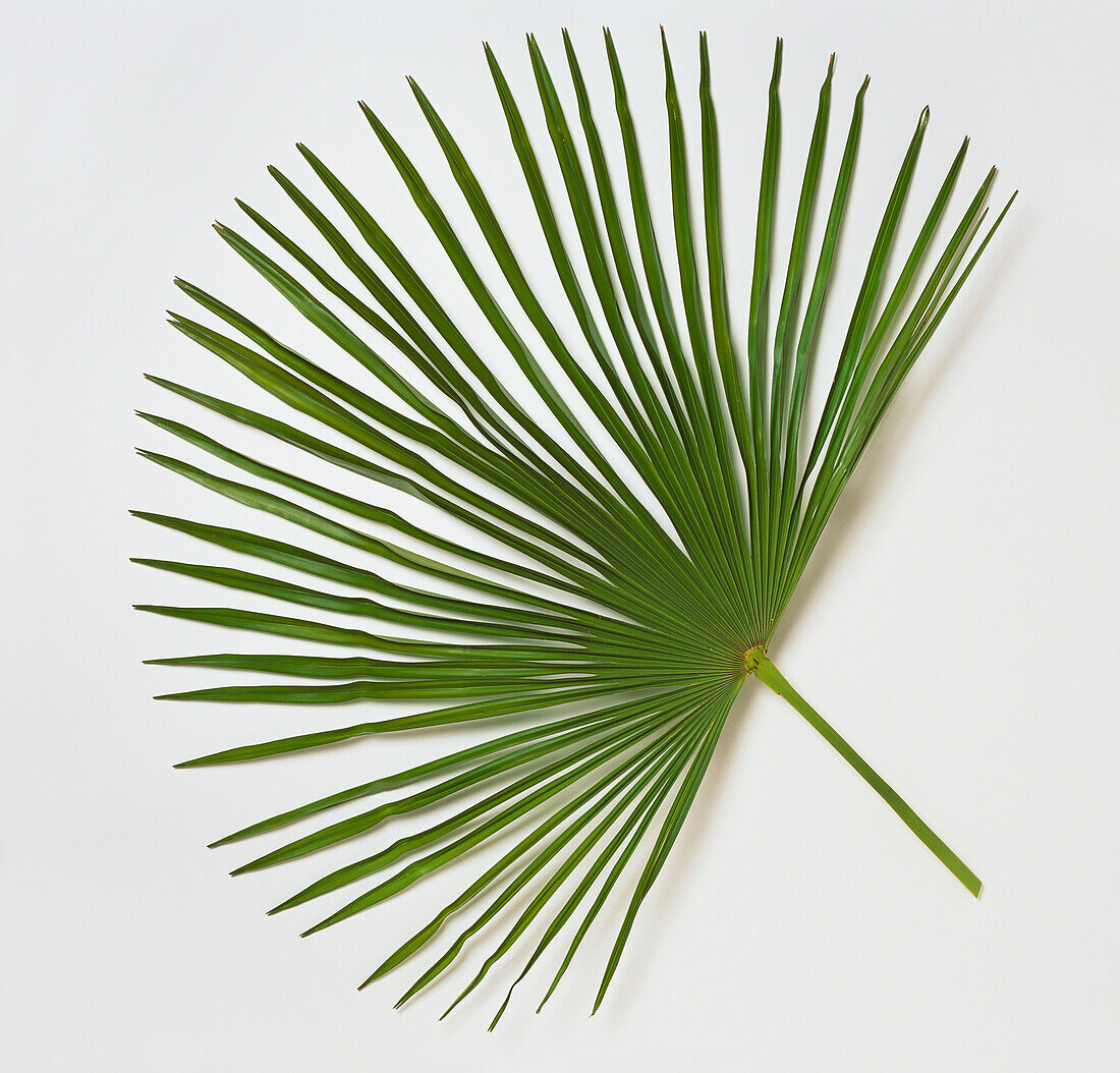 Chusan palm (Trachycarpus fortunei)