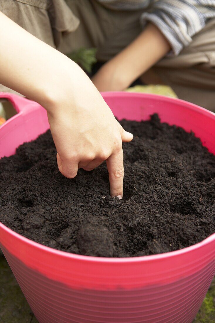 Making holes in soil for plant seeds in large container