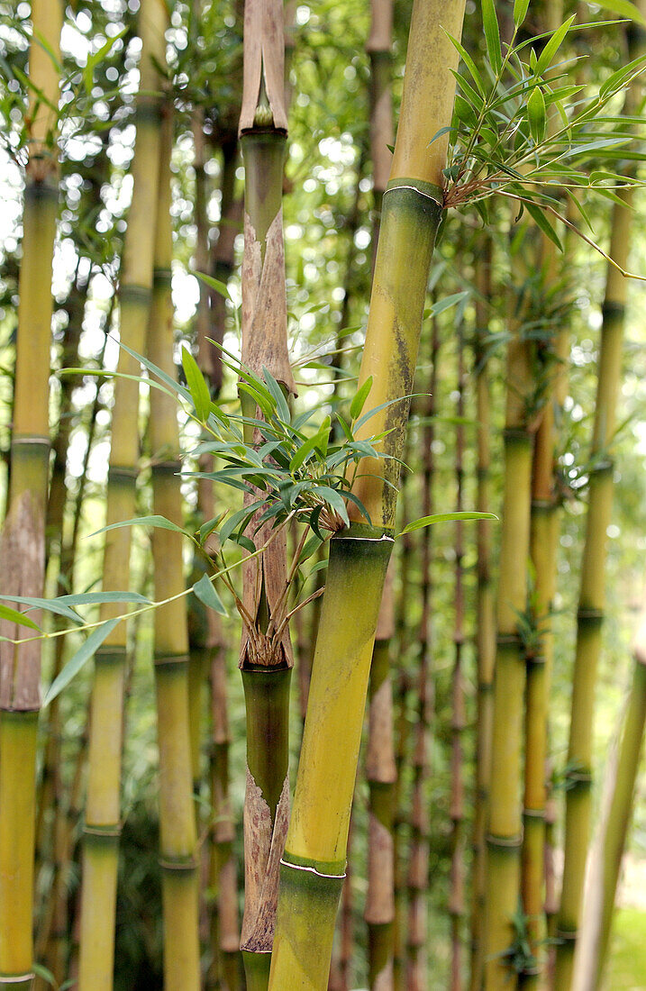 Close-up on bamboo culms (Chusquea gigantea breviglumis)