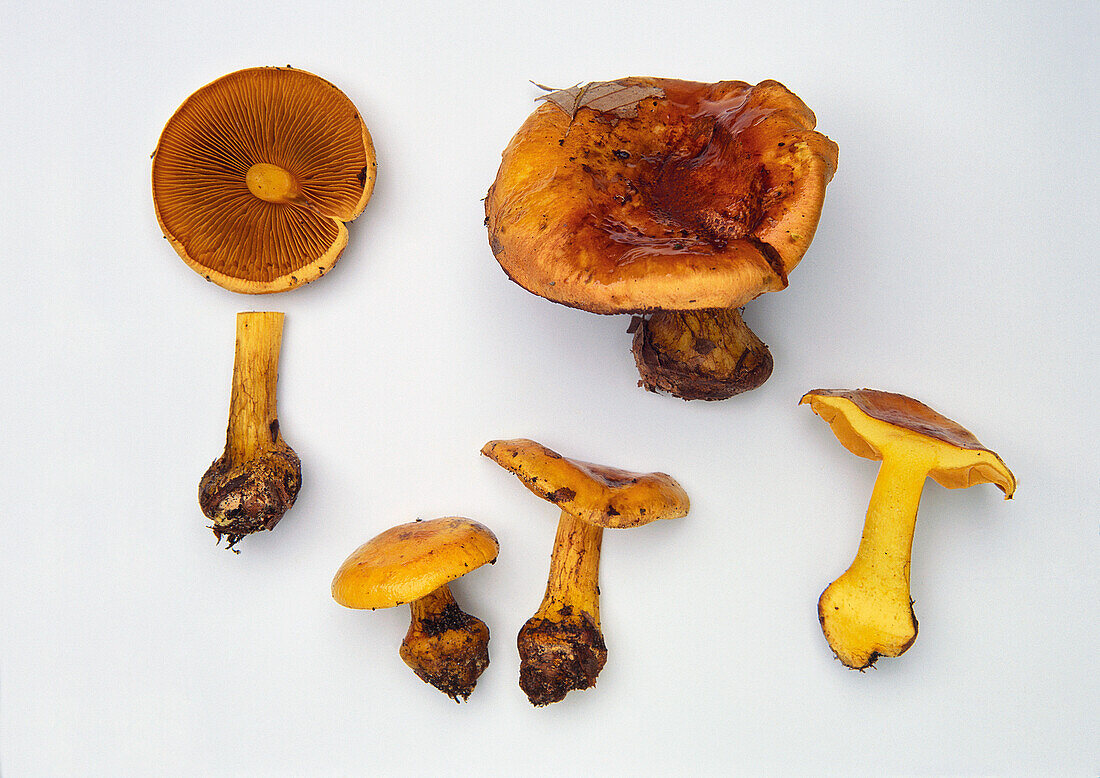 Yellow splendid web cap mushroom (Cortinarius Splendens)