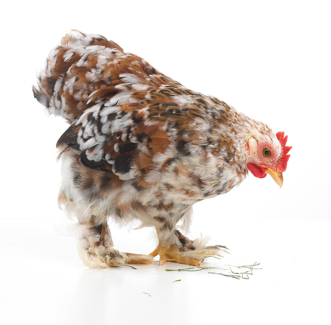 Young speckled Bantam cockerel or rooster