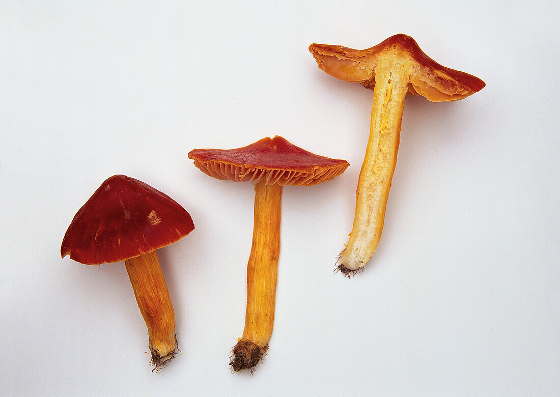 Side view of crimson wax-cap mushroom (Hygrocybe punicea)