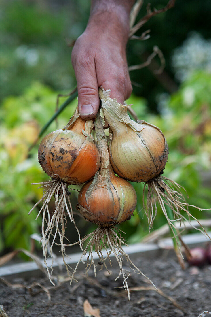 Hand holding bunch of Onions 'Ailsa Craig'