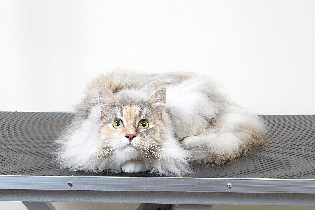 Female Maine coon at pet grooming parlour