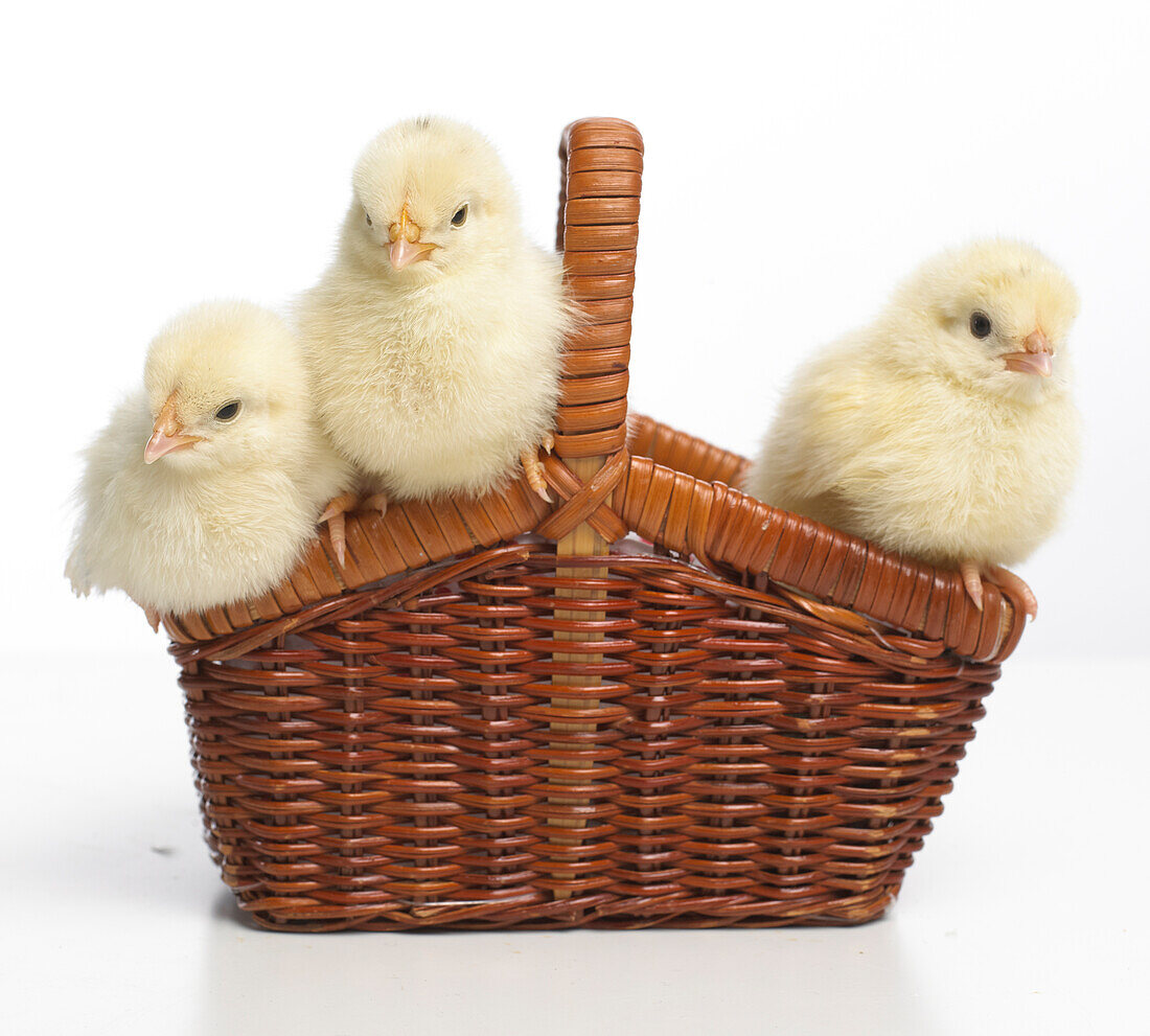 Three light Sussex chicks in basket