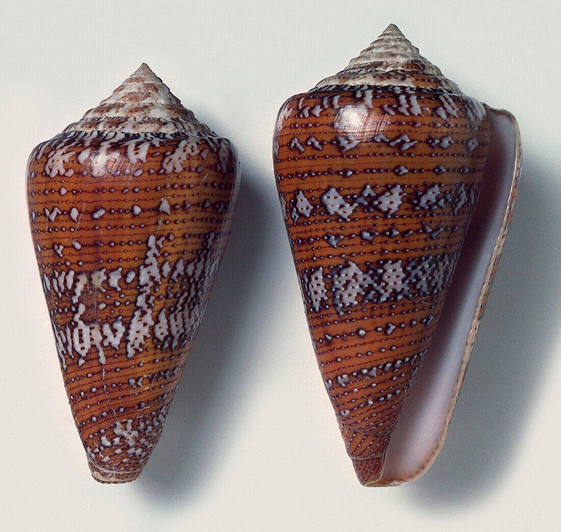 Matchless cone shells