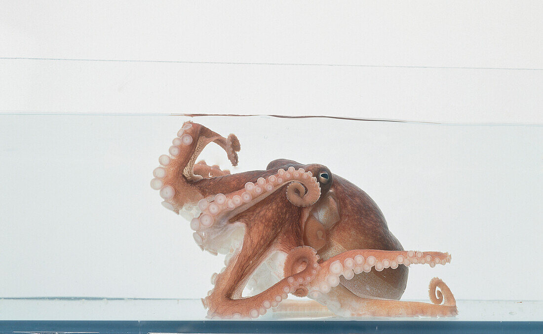 Octopus resting in a pool of water