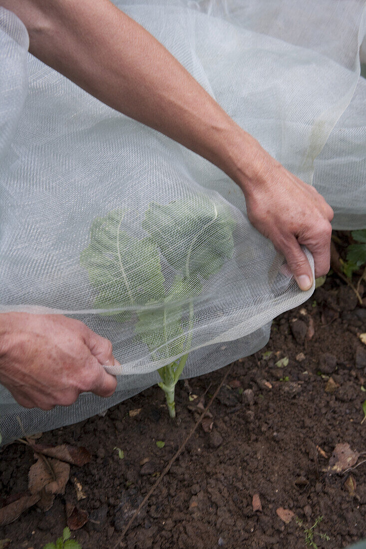 Covering garden crop with insect protection netting