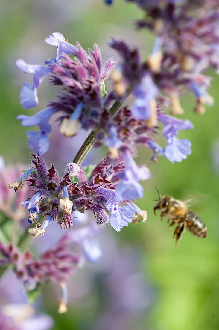 Bee hovering near catmint (Nepeta 'Six Hills Giant')
