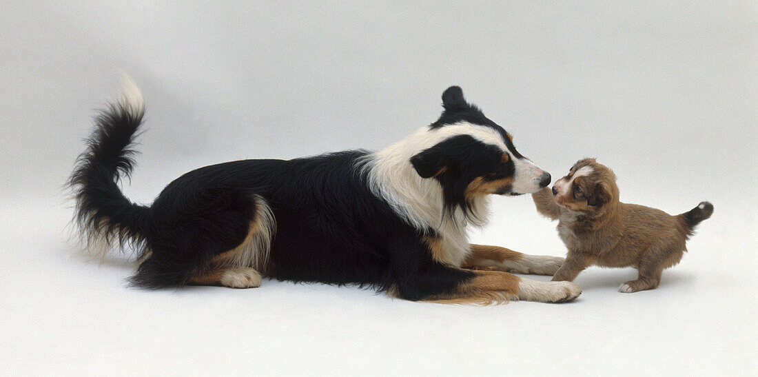 Four week old puppy touching the nose of an older dog