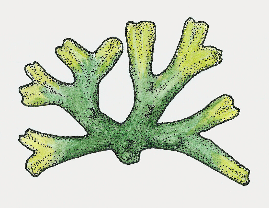 Liverwort (Hexagonocaulon sp.), illustration