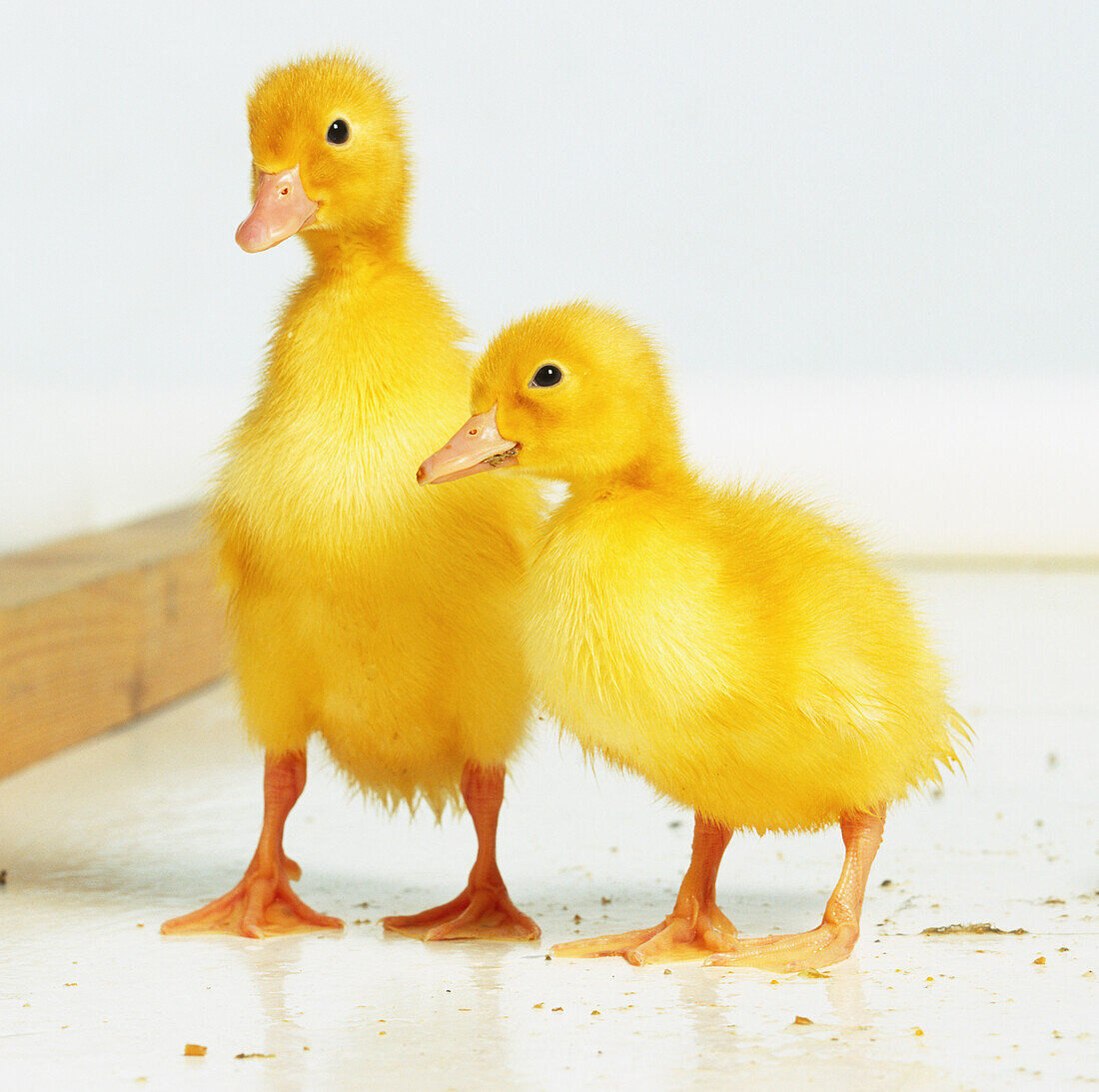 Two yellow ducklings (Anseriformes) standing together