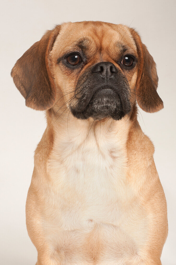 Female puggle dog