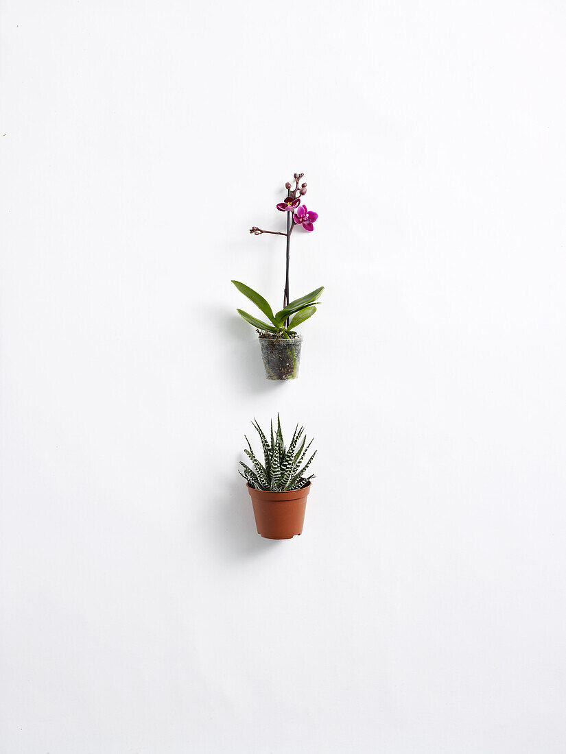 Miniature Phalaenopsis orchid and Fasciata 'Haworthia'