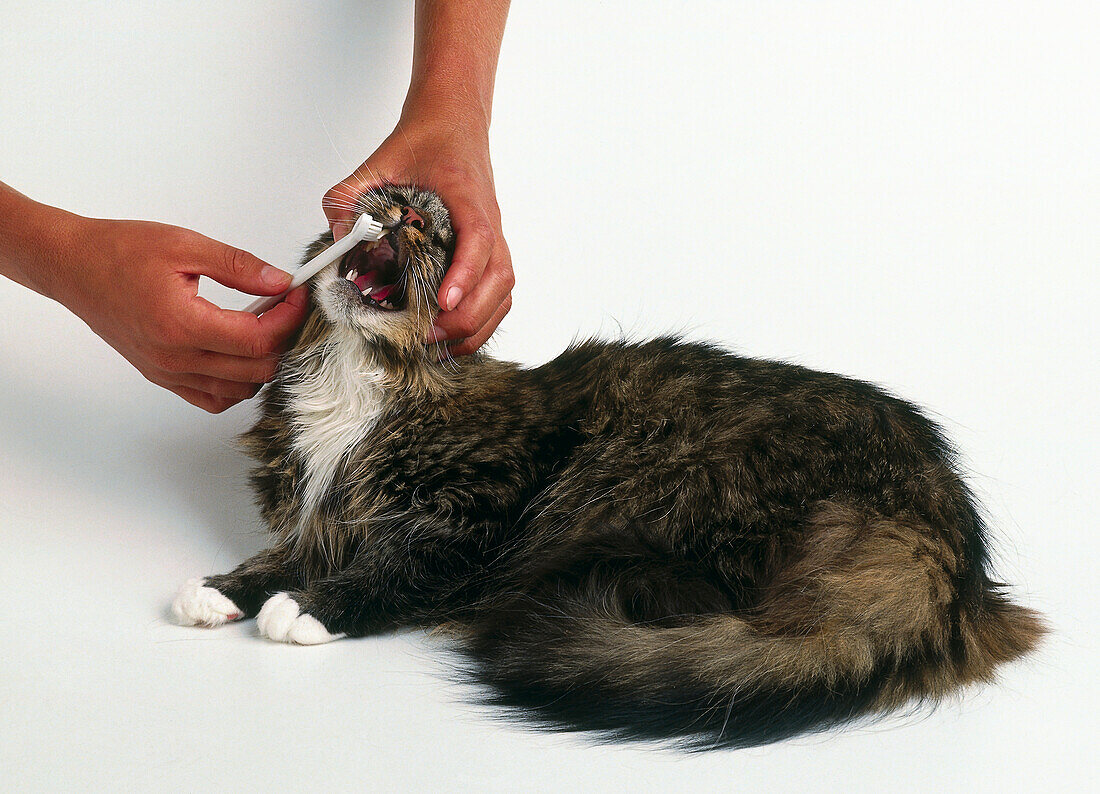 Cleaning the teeth of a cat using a special toothbrush