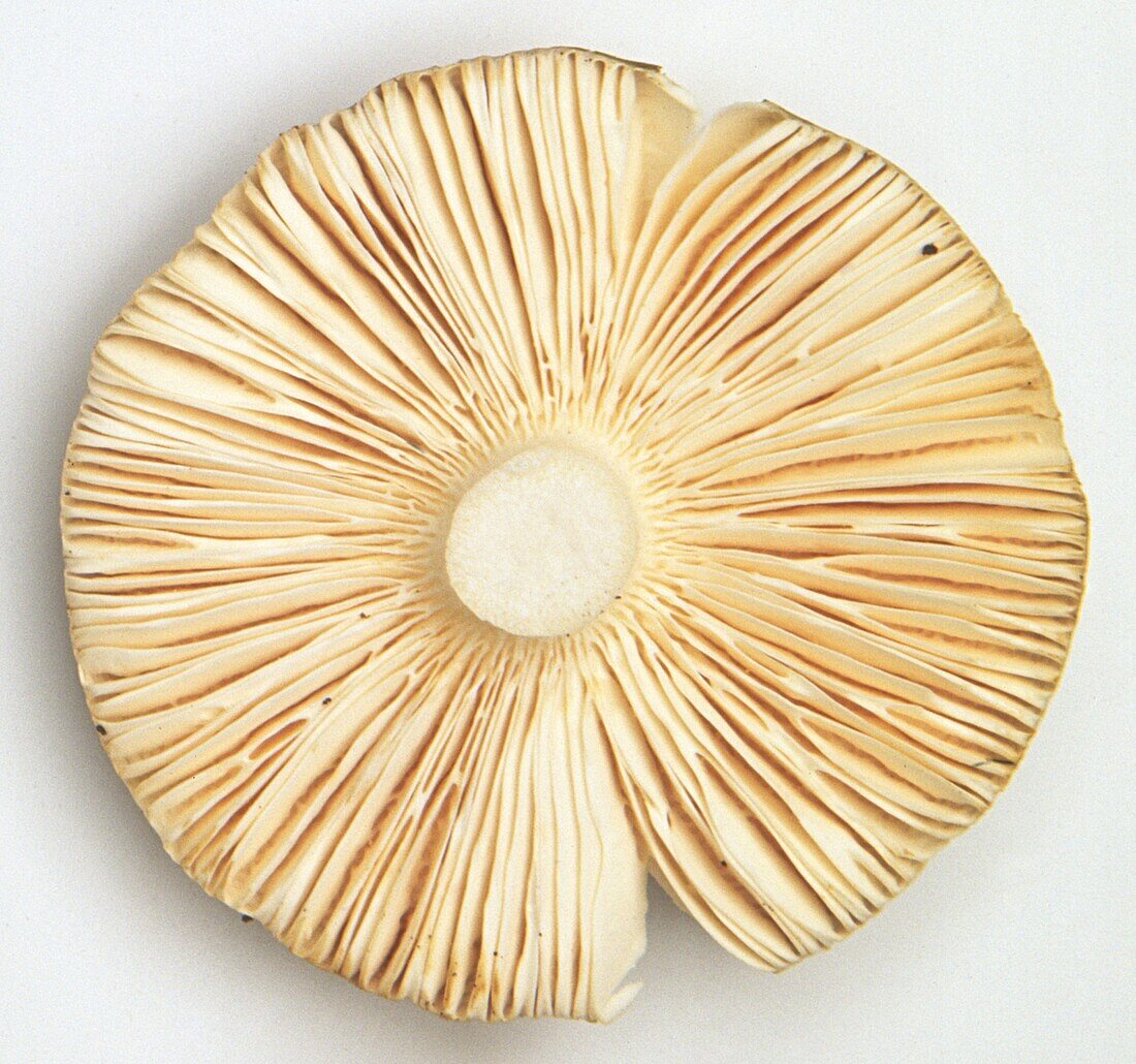 Underside of charcoal burner mushroom (Rusula cyanoxantha)