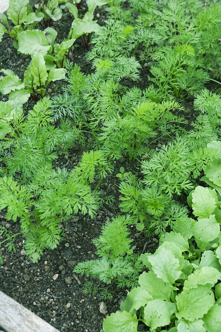Carrot 'Nantes Early' crops growing in vegetable bed