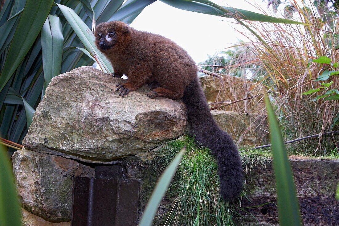 Red-bellied lemur perching on a rock