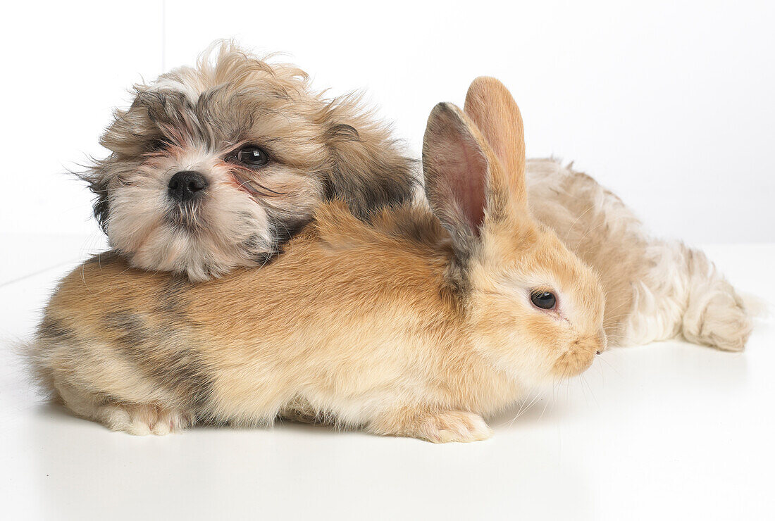Young Dwarf Lop rabbit and Shih Tzu puppy resting together