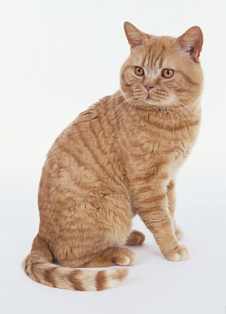Red Mackerel Tabby British Shorthair cat