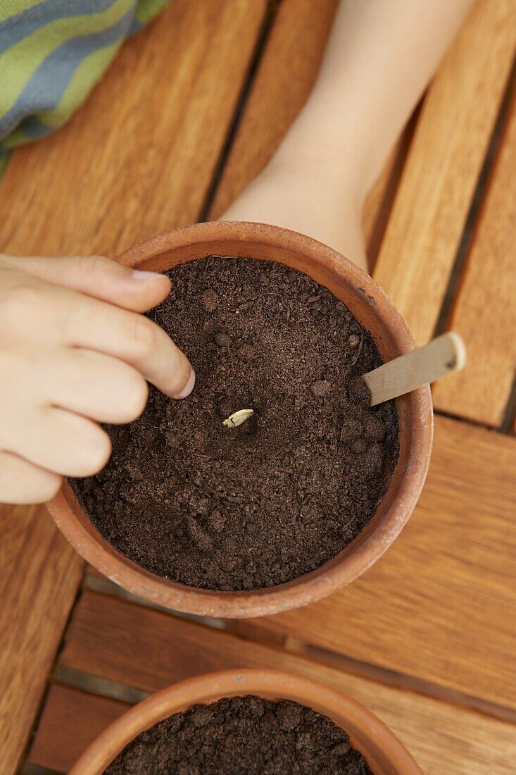 Planting courgette plant seed in plant pot filled with soil