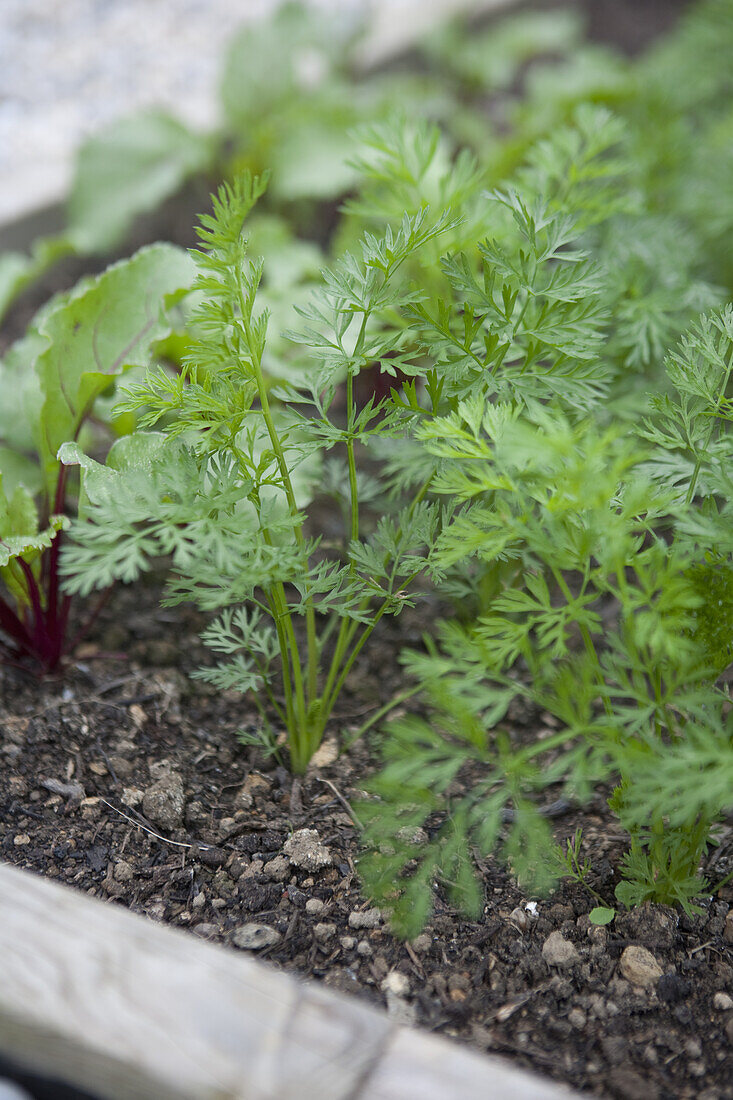 Young carrot plants growing in vegetable bed