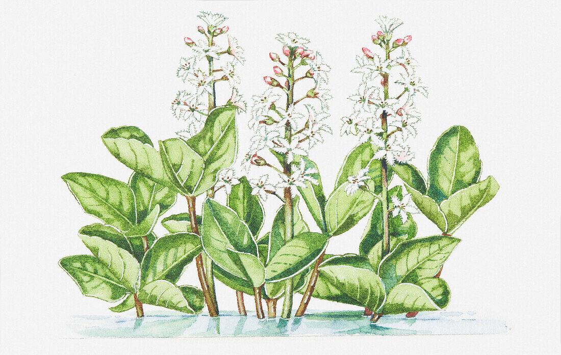 Bogbean (Menyanthes trifoliata), illustration