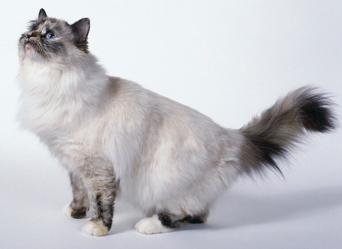 Tortie Point Birman cat