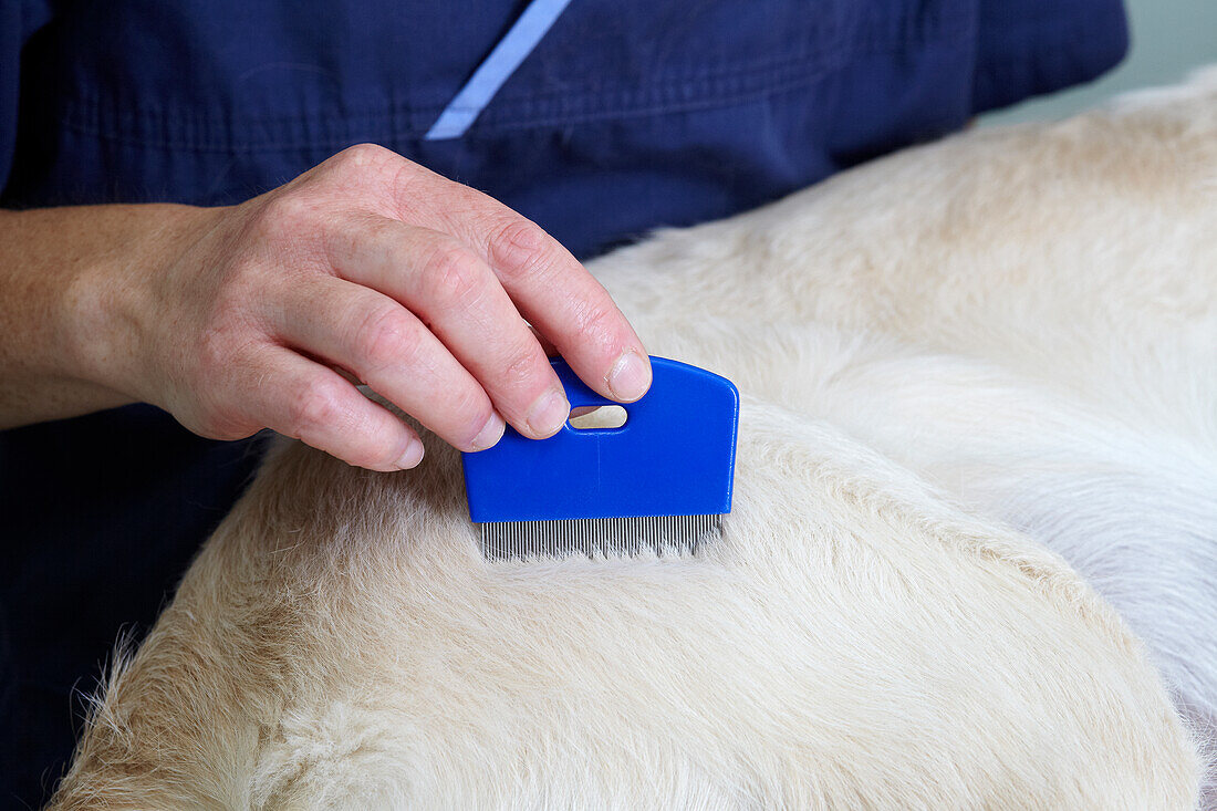 Labrador puppy being checked by a vet for flees