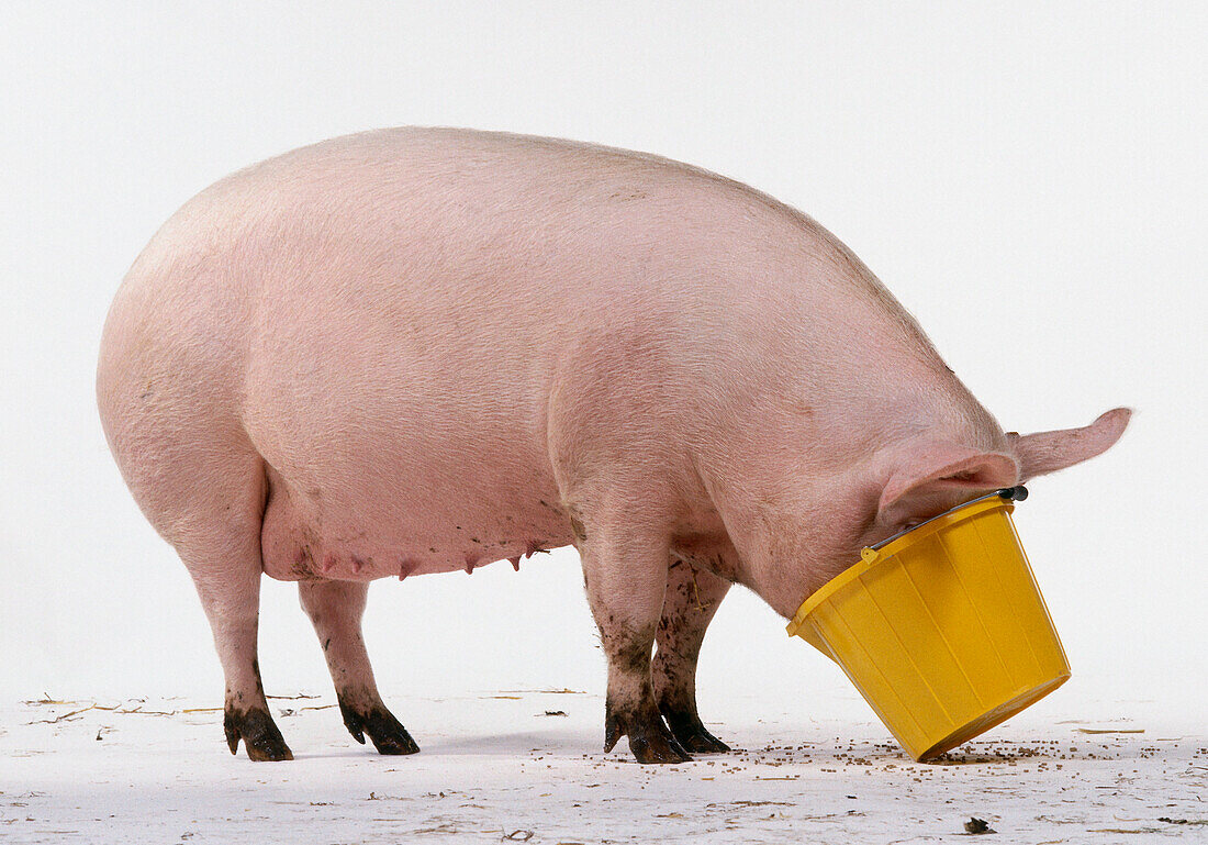 Pig with its head in yellow plastic bucket