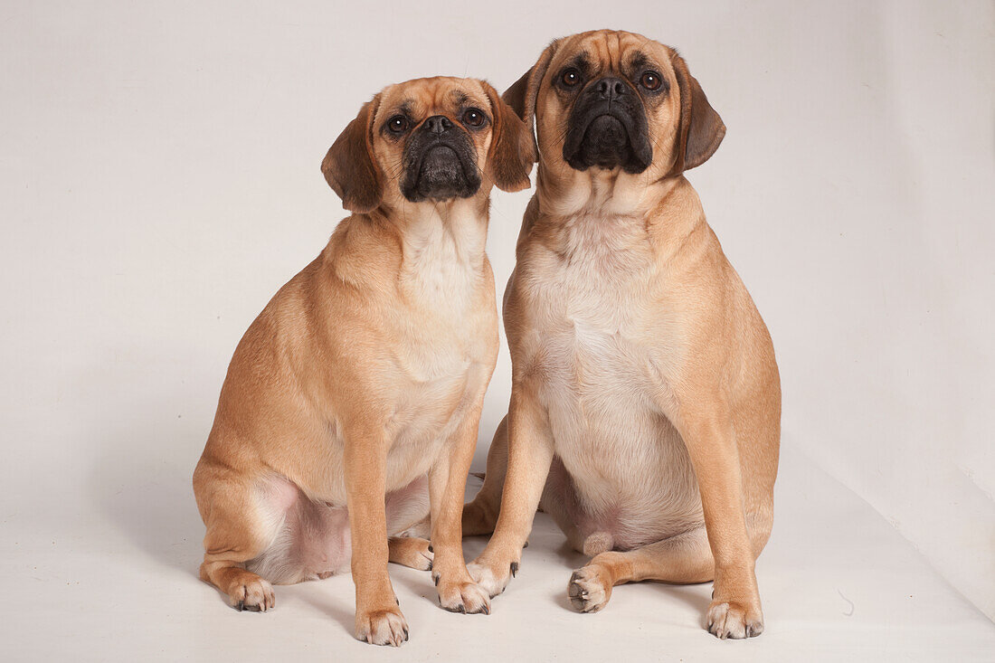 Male and female Puggle dogs