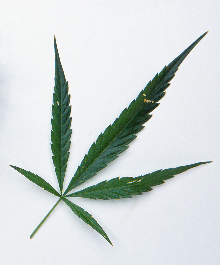 Cannabis (Cannabis sativa) leaf with five serated leaflets