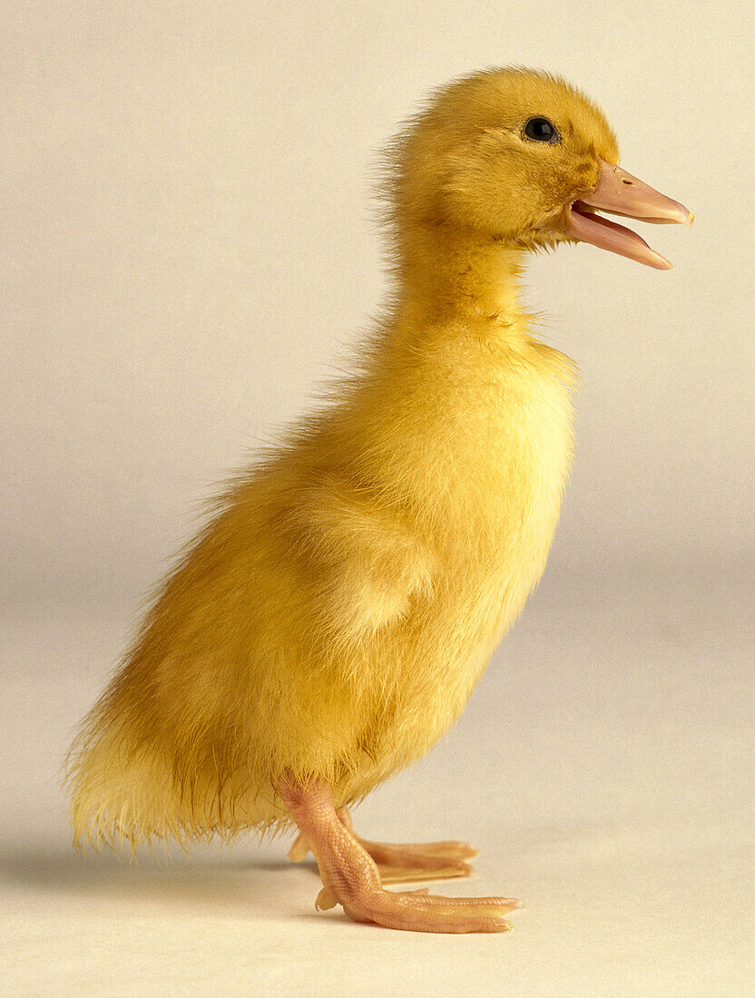 Yellow duckling with bill slightly open